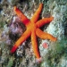 Starfish Hacelia attenuata Malta.jpg